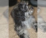 Small #5 ShihPoo