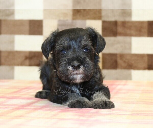 Medium Photo #2 Schnauzer (Miniature) Puppy For Sale in DENVER, PA, USA