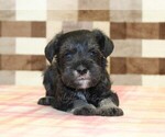 Lucky - Male Schnauzer (Miniature) Puppy for Sale - Photo #2