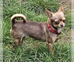 Small #2 Chihuahua