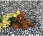 Small Photo #6 Poodle (Toy) Puppy For Sale in PEACH BOTTOM, PA, USA