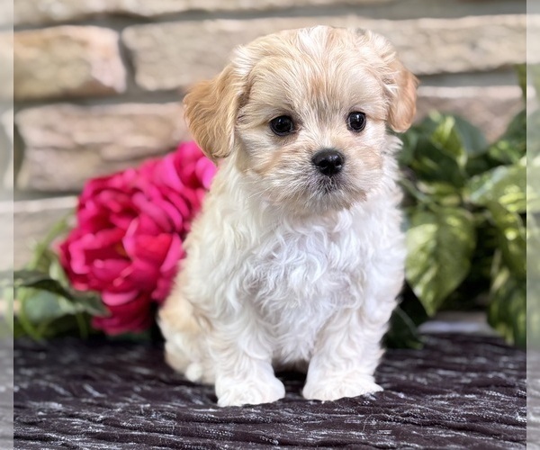 Medium Photo #5 Cav-A-Malt Puppy For Sale in ROCK STREAM, NY, USA