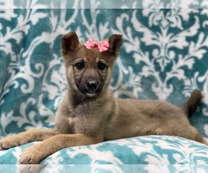 German Shepherd Dog Puppy for sale in LAKELAND, FL, USA