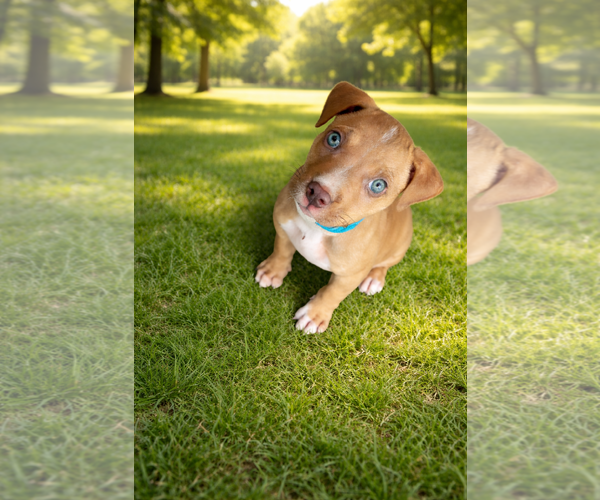 Medium Photo #1 Mutt Puppy For Sale in Jackson Township, NJ, USA