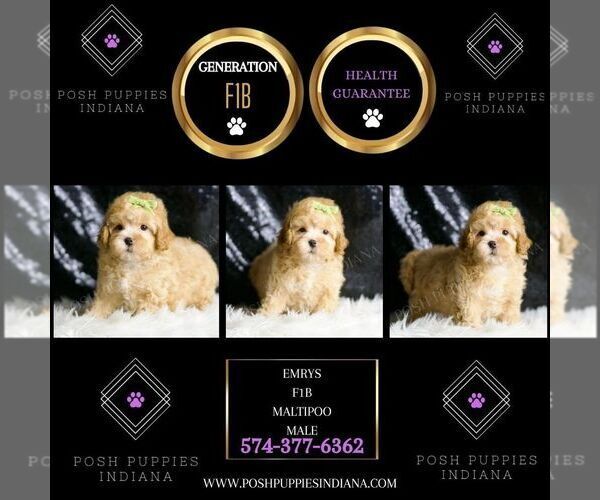 Medium Photo #5 Maltipoo (Miniature) Puppy For Sale in WARSAW, IN, USA