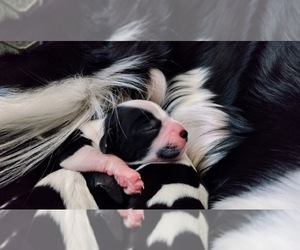 English Springer Spaniel Puppy for sale in NAMPA, ID, USA