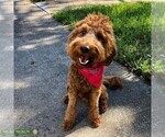 Small Photo #1 Goldendoodle (Miniature) Puppy For Sale in SARASOTA, FL, USA