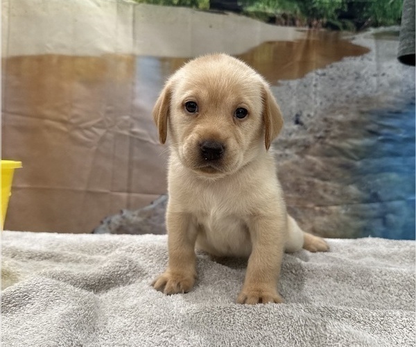 Medium Photo #8 Labrador Retriever Puppy For Sale in ALAFAYA, FL, USA