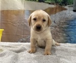 Small #7 Labrador Retriever