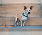 Small #12 Chihuahua