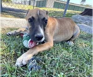 Tove - Male Mutt Dog for Adoption - Photo #2