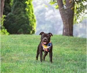 American Pit Bull Terrier-Unknown Mix Dogs for adoption in Unionville, PA, USA