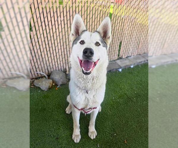 Medium Photo #3 Siberian Husky-Unknown Mix Puppy For Sale in Chula Vista, CA, USA