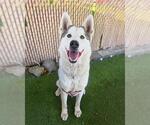 Small Photo #3 Siberian Husky-Unknown Mix Puppy For Sale in Chula Vista, CA, USA