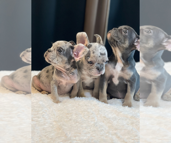 Medium Photo #2 French Bulldog Puppy For Sale in ENCINO, CA, USA