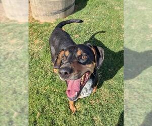 Treeing Walker Coonhound-Unknown Mix Dogs for adoption in Plano, TX, USA