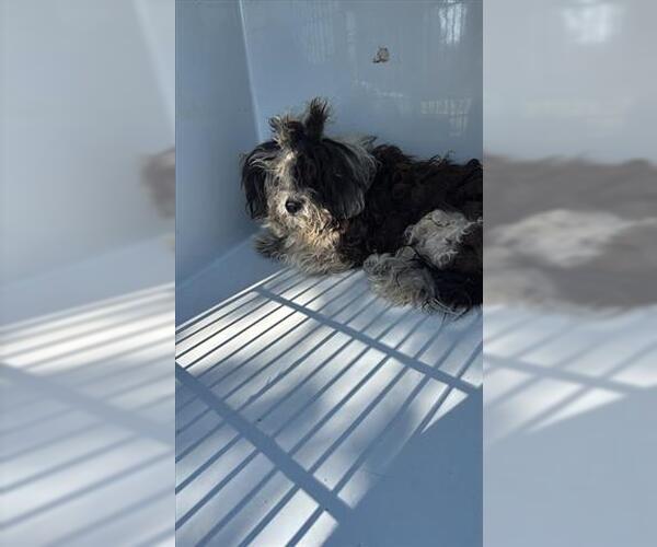 Medium Photo #1 Mutt Puppy For Sale in Houston, TX, USA