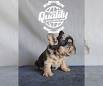 Small #5 French Bulldog