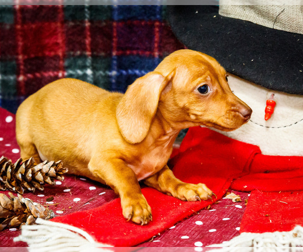 Medium Photo #3 Dachshund Puppy For Sale in WAKARUSA, IN, USA