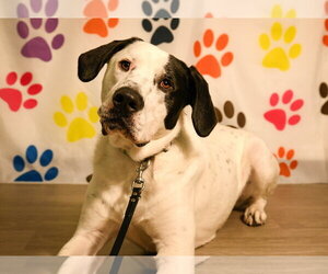 Finn - Male Mutt Dog for Adoption - Photo #5