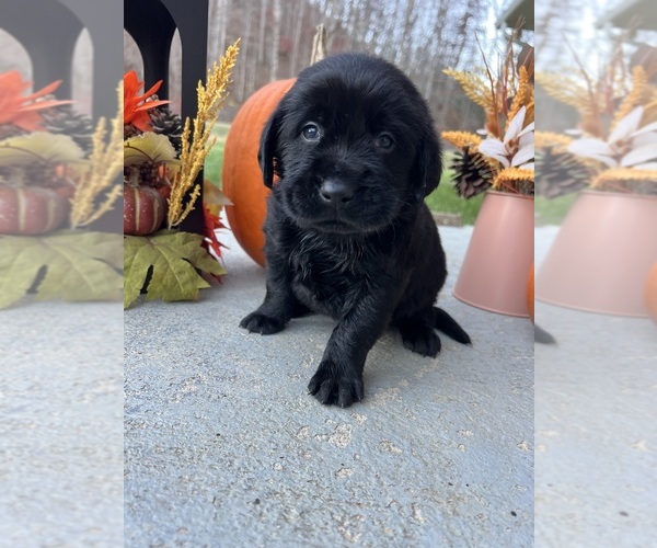 Medium Photo #3 Labrador Retriever Puppy For Sale in NEOLA, WV, USA