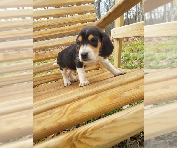 Medium Photo #1 Beagle Puppy For Sale in SPENCER, TN, USA