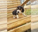Small Photo #1 Beagle Puppy For Sale in SPENCER, TN, USA