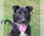 Small Collie Mix