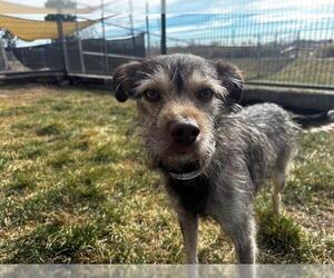Mutt Dogs for adoption in Pueblo, CO, USA