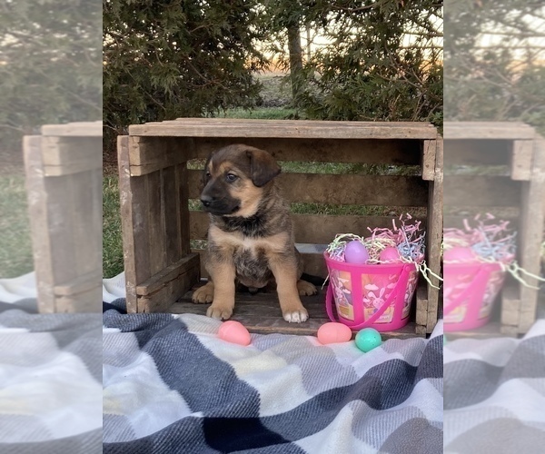 Medium Photo #3 Shepradors Puppy For Sale in KOKOMO, IN, USA