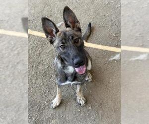 XENA - Female German Shepherd Dog Dog for Adoption - Photo #3
