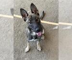 Small #2 German Shepherd Dog