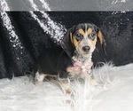 Puppy Roxie AKC Dachshund