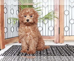 Cavapoo Puppy for sale in NAPLES, FL, USA
