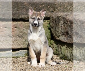 German Shepherd Dog-Siberian Husky Mix Puppy for sale in FREDERICKSBG, OH, USA