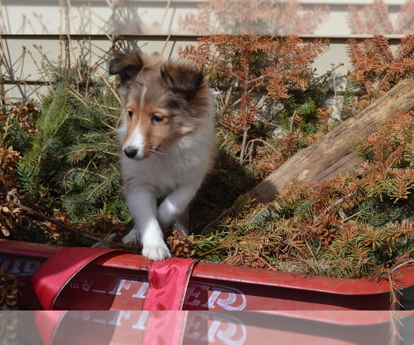 Medium Photo #1 Shetland Sheepdog Puppy For Sale in GREENWOOD, WI, USA