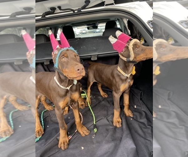Medium Photo #5 Doberman Pinscher Puppy For Sale in NEWARK, CA, USA