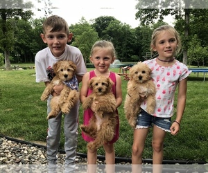-YorkiePoo Mix Puppy for sale in HICKSVILLE, OH, USA