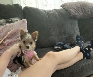 Yorkshire Terrier Puppy for sale in ANGIER, NC, USA