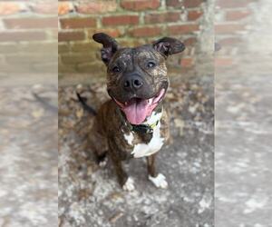 American Pit Bull Terrier-Unknown Mix Dogs for adoption in Rockaway, NJ, USA