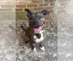 Small American Pit Bull Terrier Mix