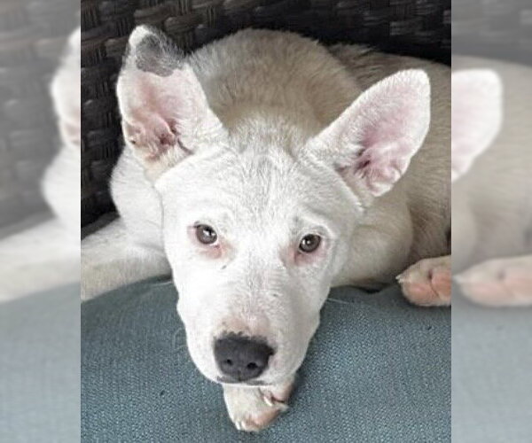 Medium Photo #1 Mutt Puppy For Sale in Houston, TX, USA