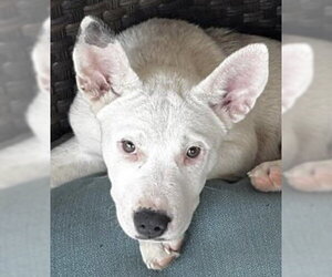 Mutt Dogs for adoption in Houston, TX, USA