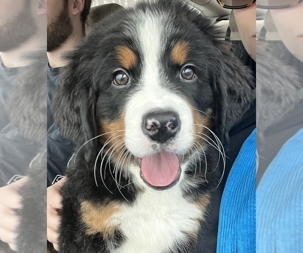 Medium Photo #1 Bernese Mountain Dog Puppy For Sale in CUYAHOGA FALLS, OH, USA