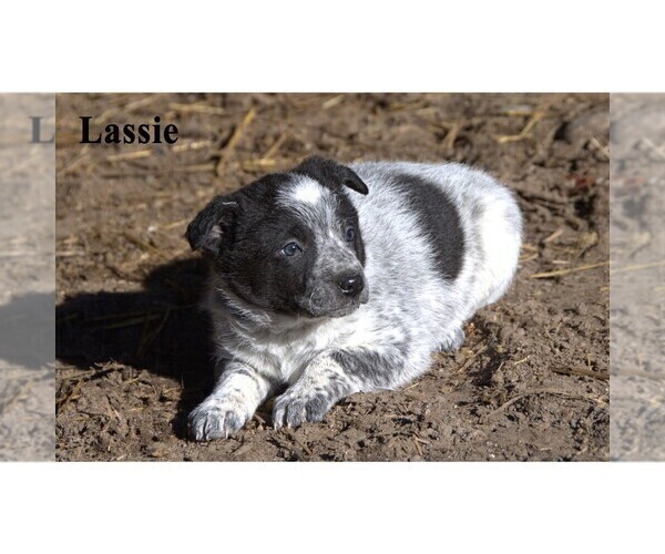 Medium Photo #13 Australian Cattle Dog-Border Collie Mix Puppy For Sale in CLARE, MI, USA