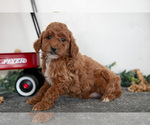 Puppy Fifi Poodle (Miniature)