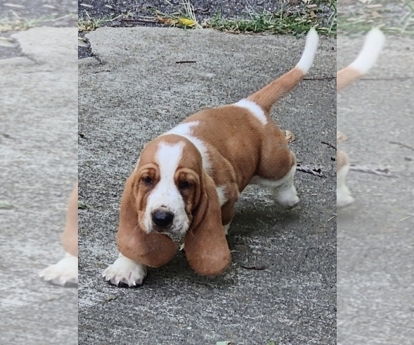 Medium Photo #4 Basset Hound Puppy For Sale in NEWBERN, TN, USA