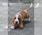 Small #3 Basset Hound