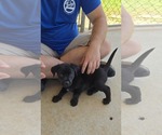 Small #1 Labrador Retriever Mix