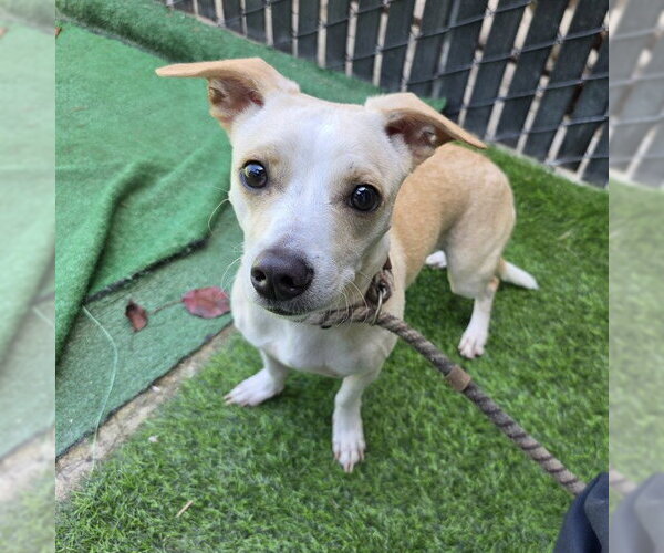 Medium Photo #1 Chihuahua-Unknown Mix Puppy For Sale in Long Beach, CA, USA